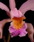 C. forbesii pink form closeup